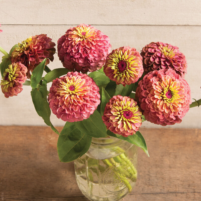Zinnia - Queeny Red Lime Seeds