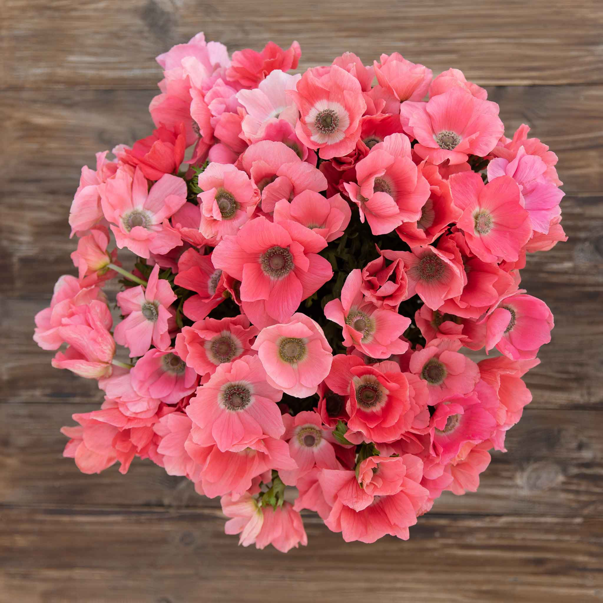 Rainbow Barbie Anemone Corms