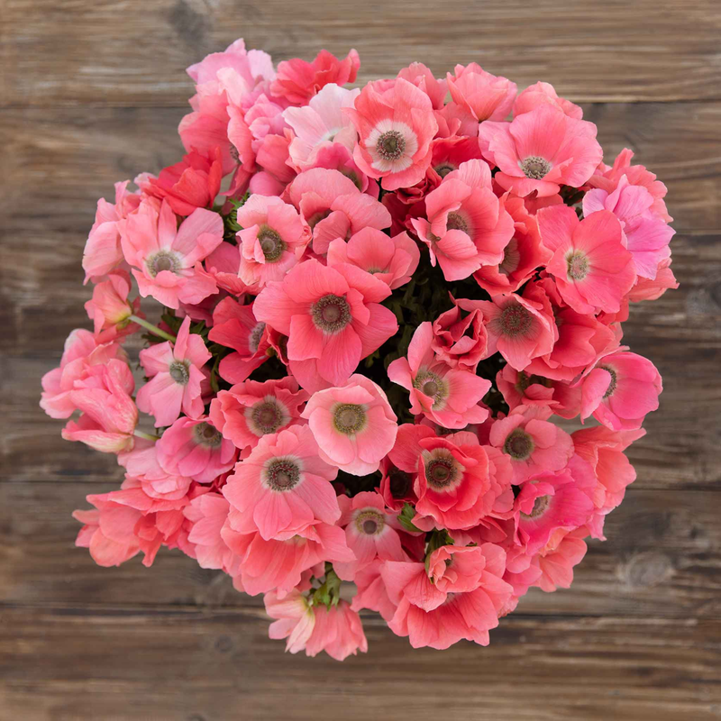 Rainbow Barbie Anemone Corms