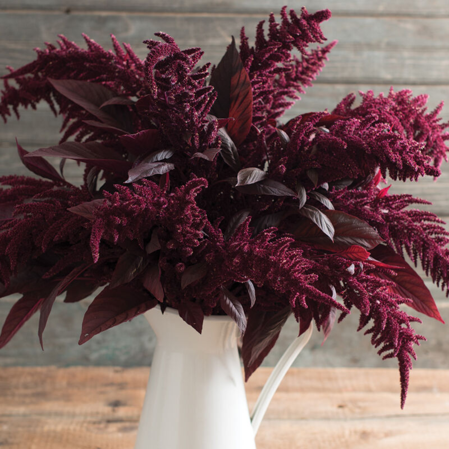 Red Spike Amaranthus Seed