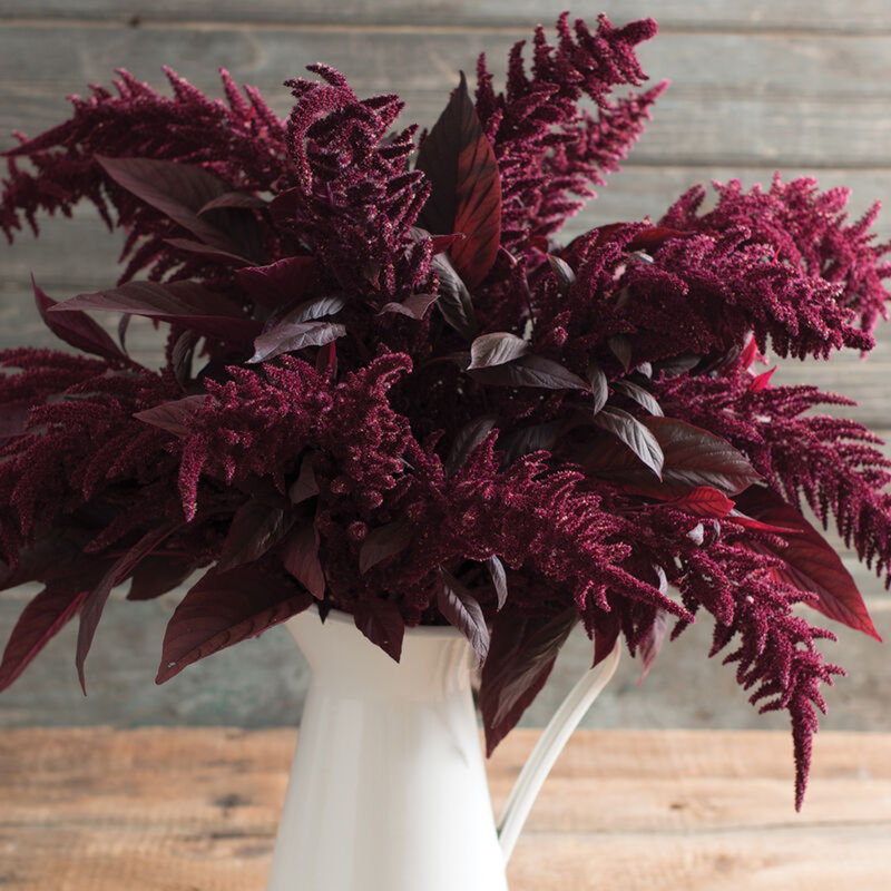 Red Spike Amaranthus Seed