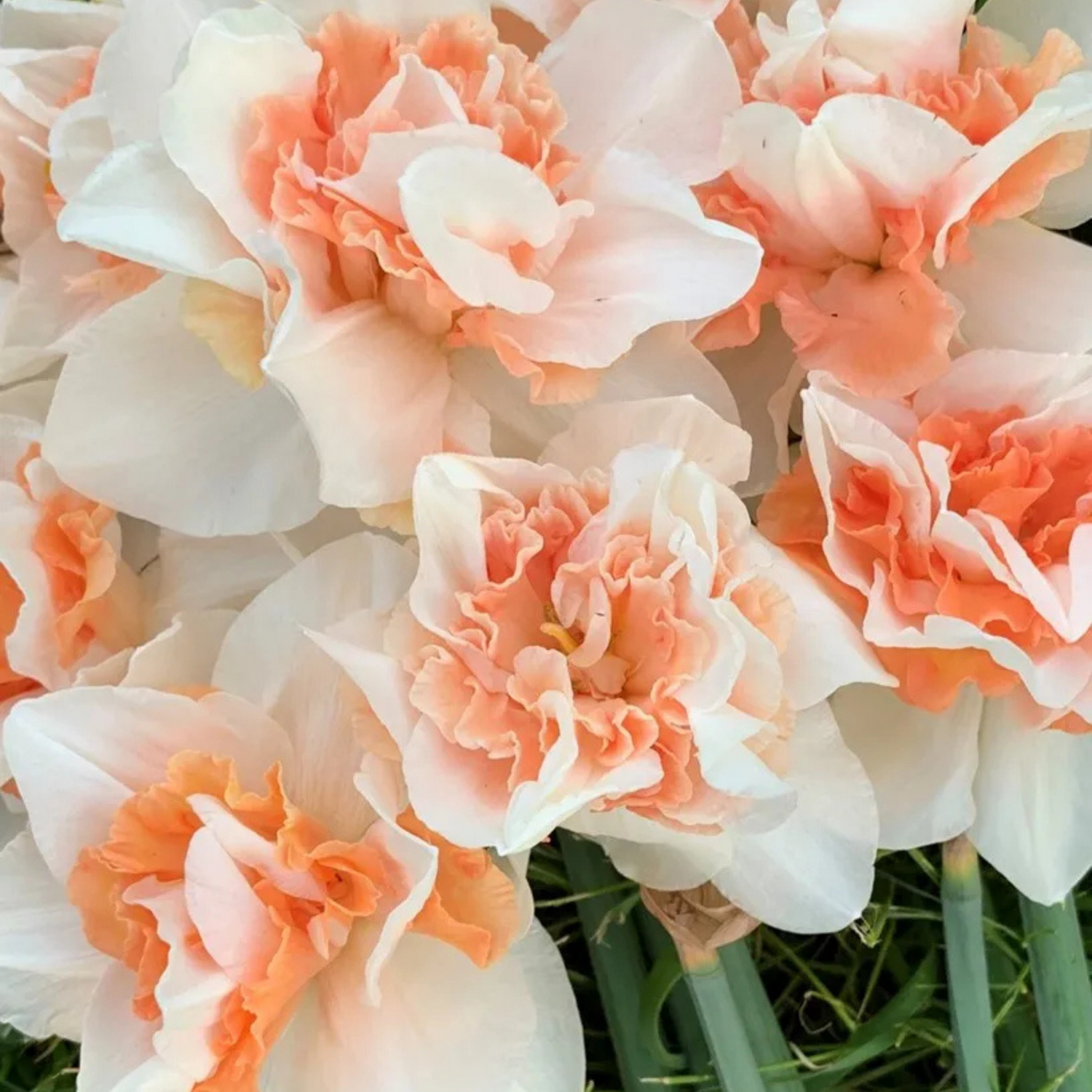 Replete Narcissus