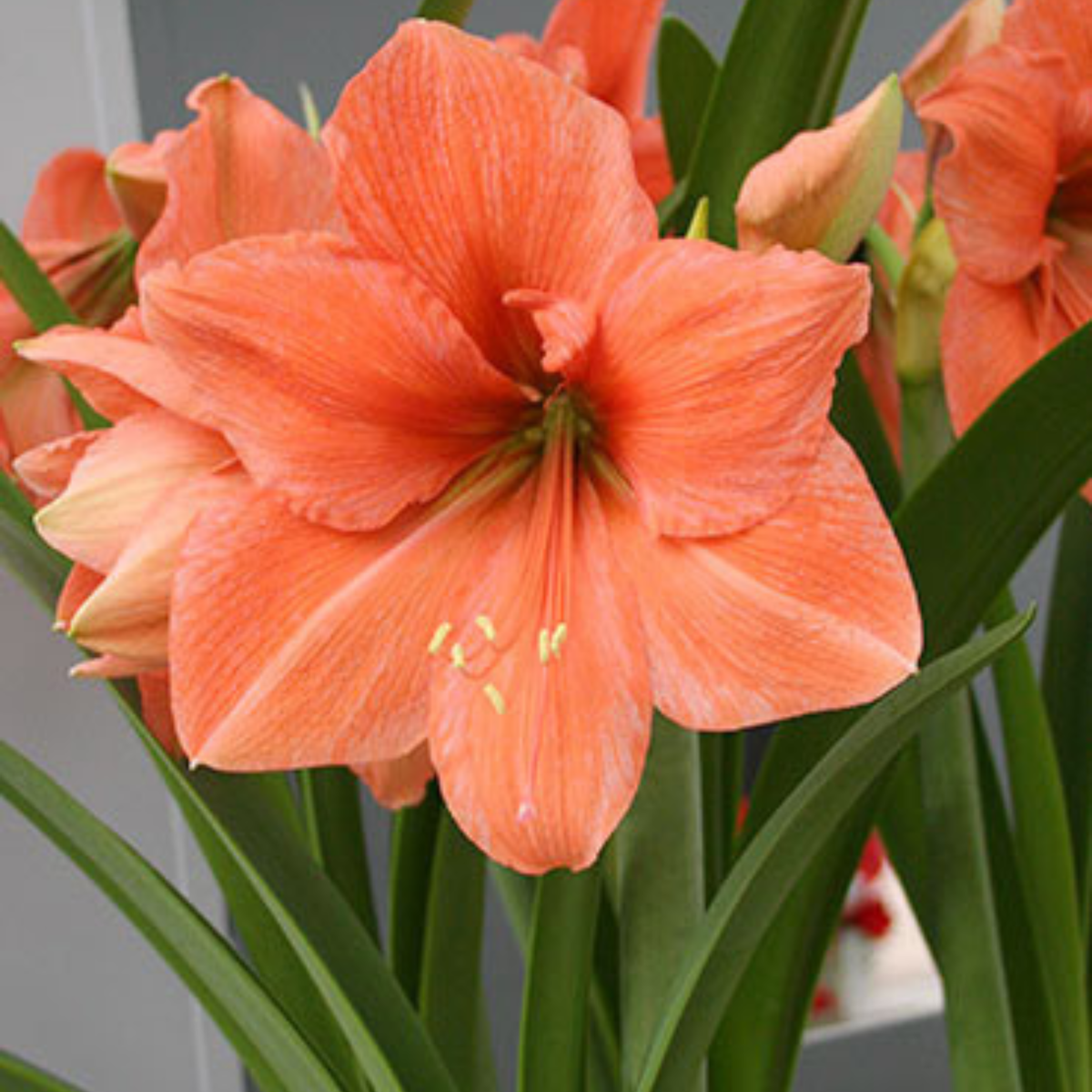 Potted Amaryllis