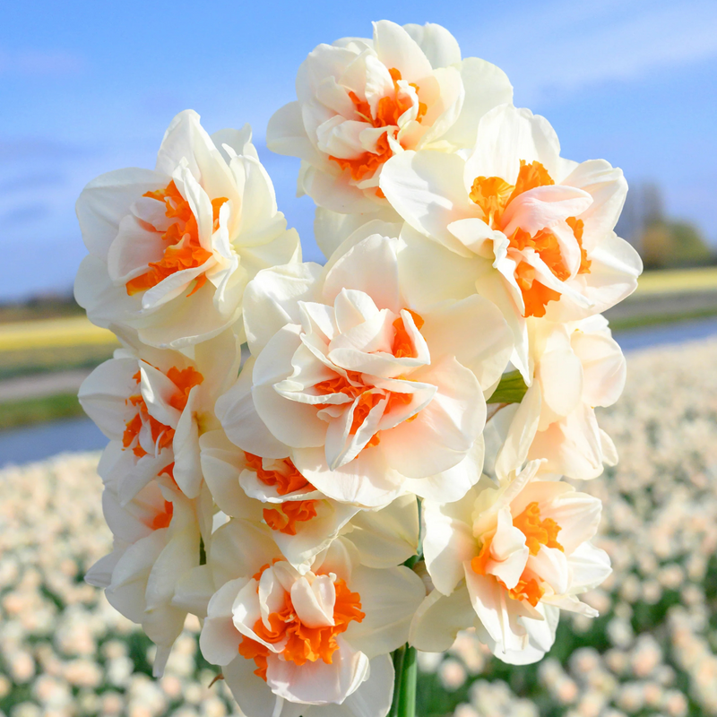 Romantic Paradise Narcissus