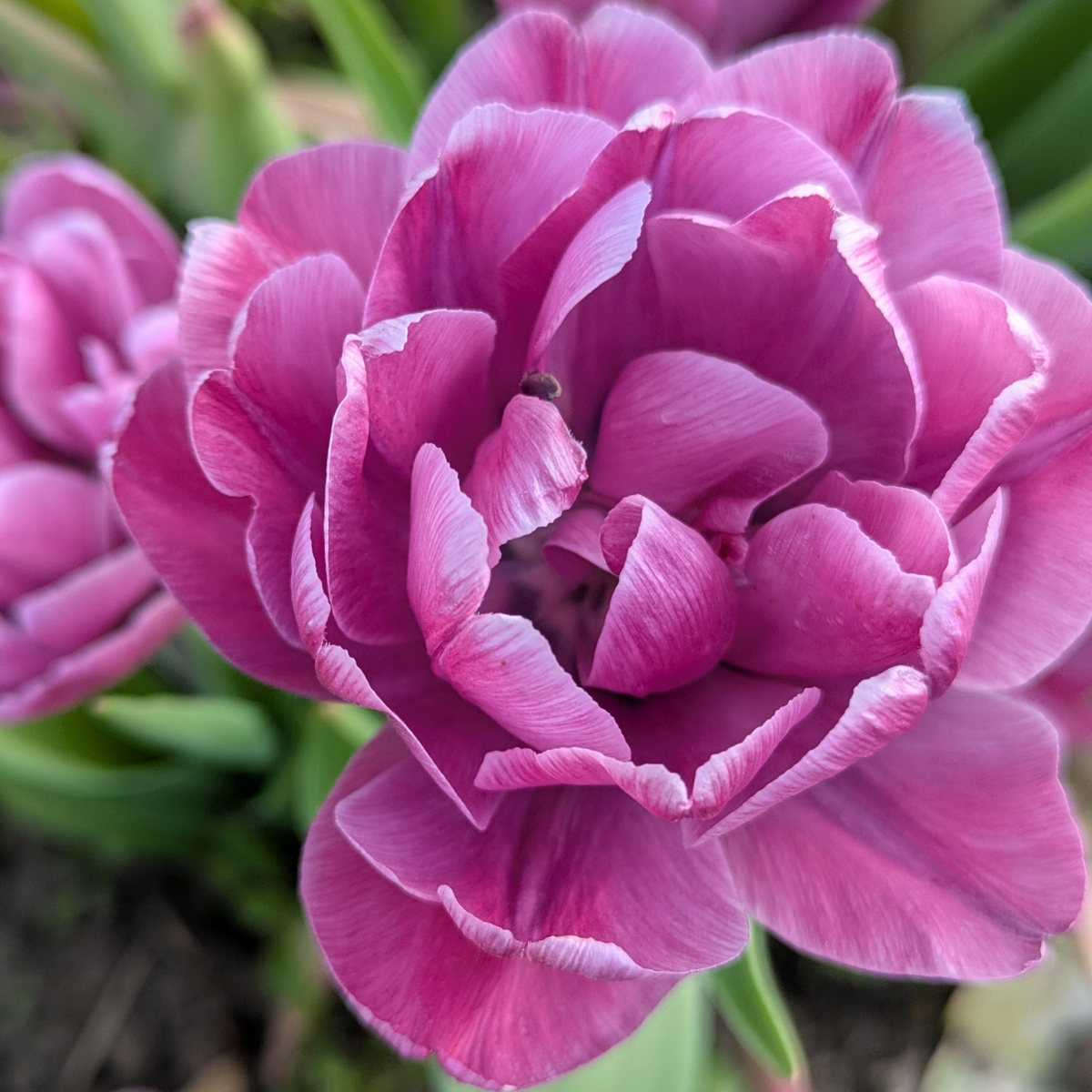 Rosy Diamond Tulip Bulbs