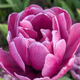 Rosy Diamond Tulip Bulbs