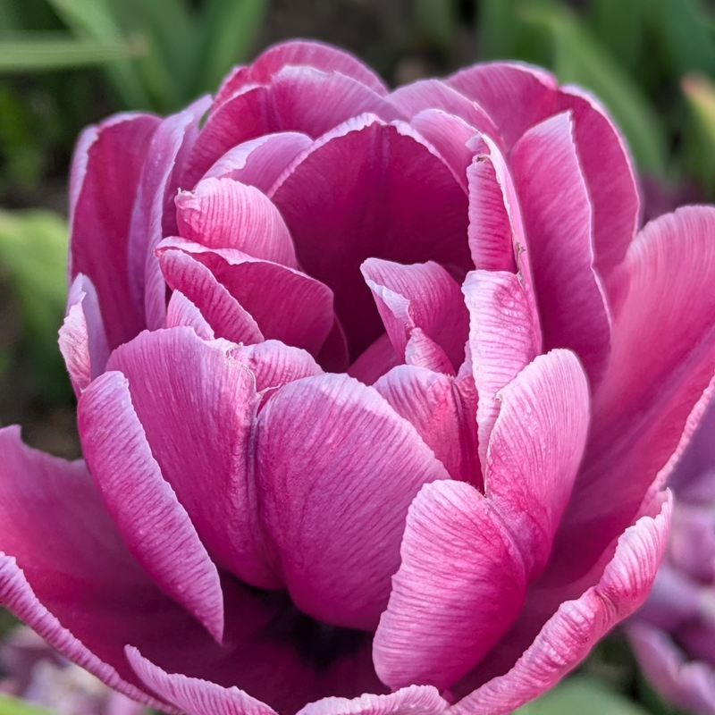 Rosy Diamond Tulip Bulbs