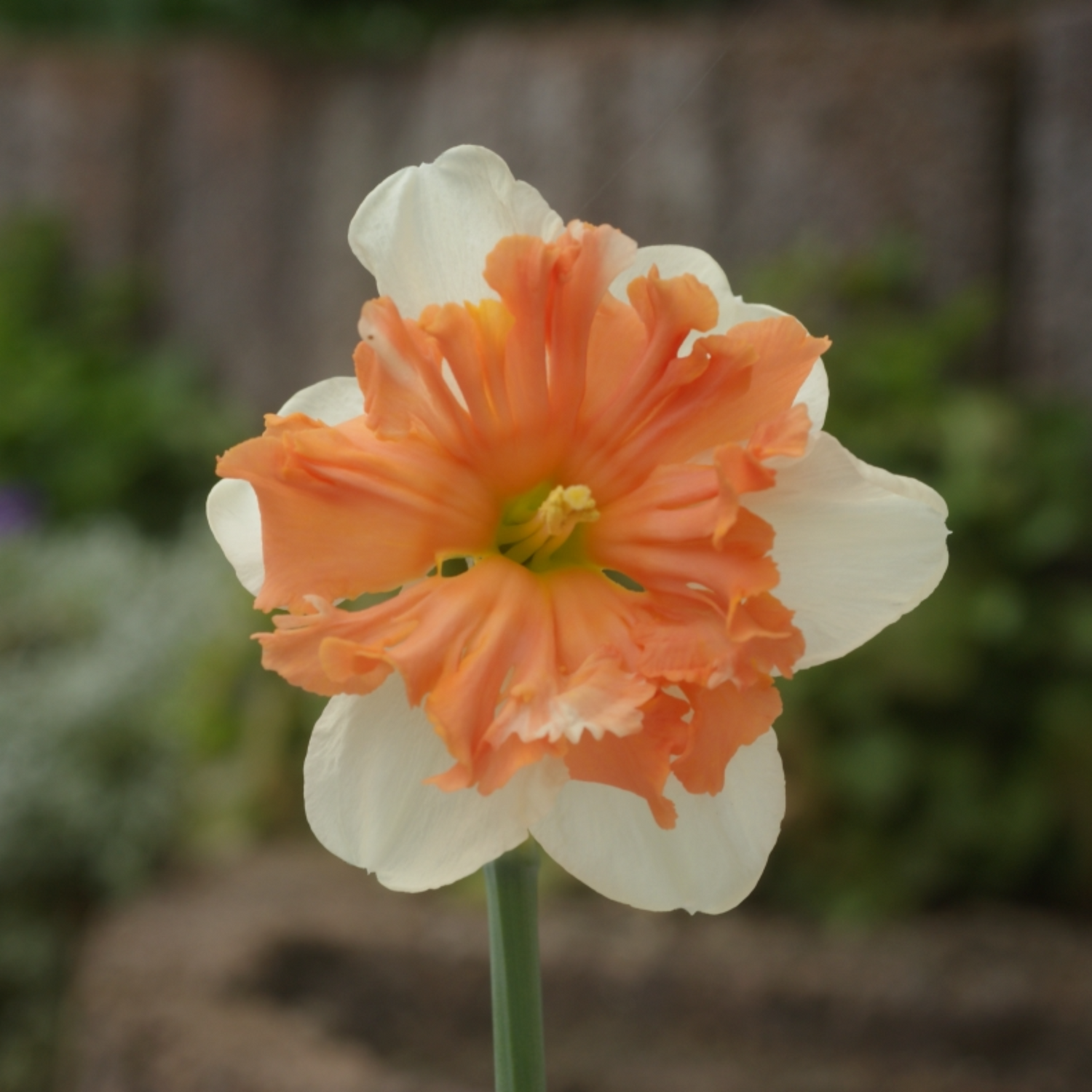 Shrike Narcissus