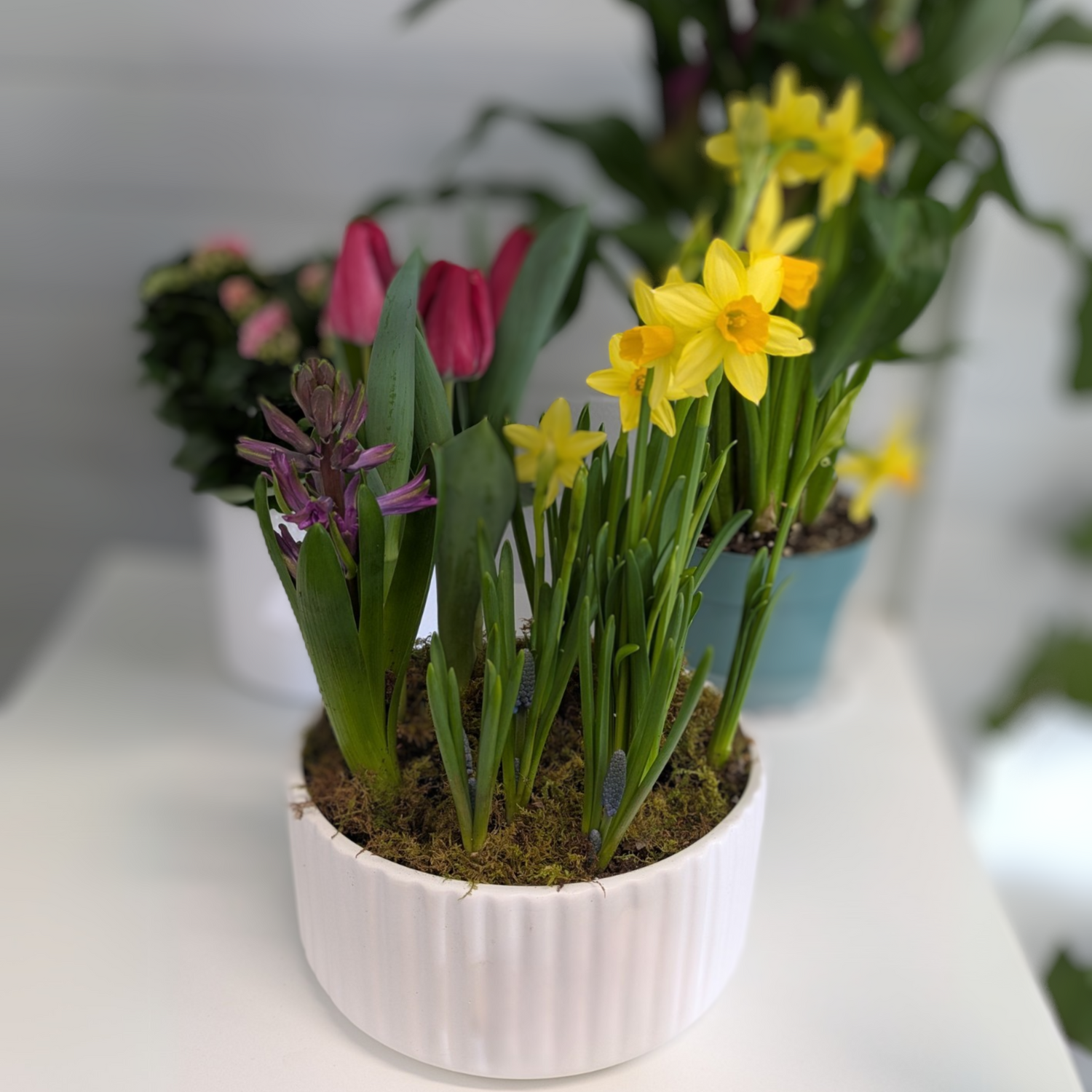 Spring Bulb Garden [Available NOW]