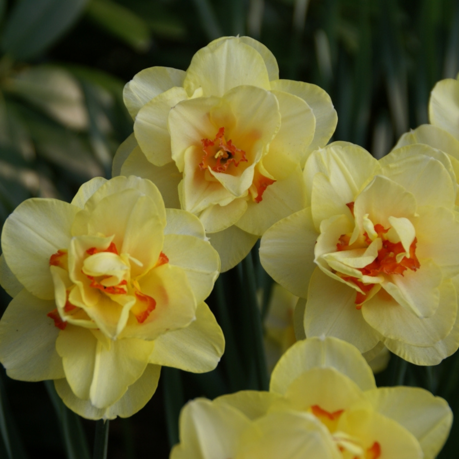 Tahiti Narcissus
