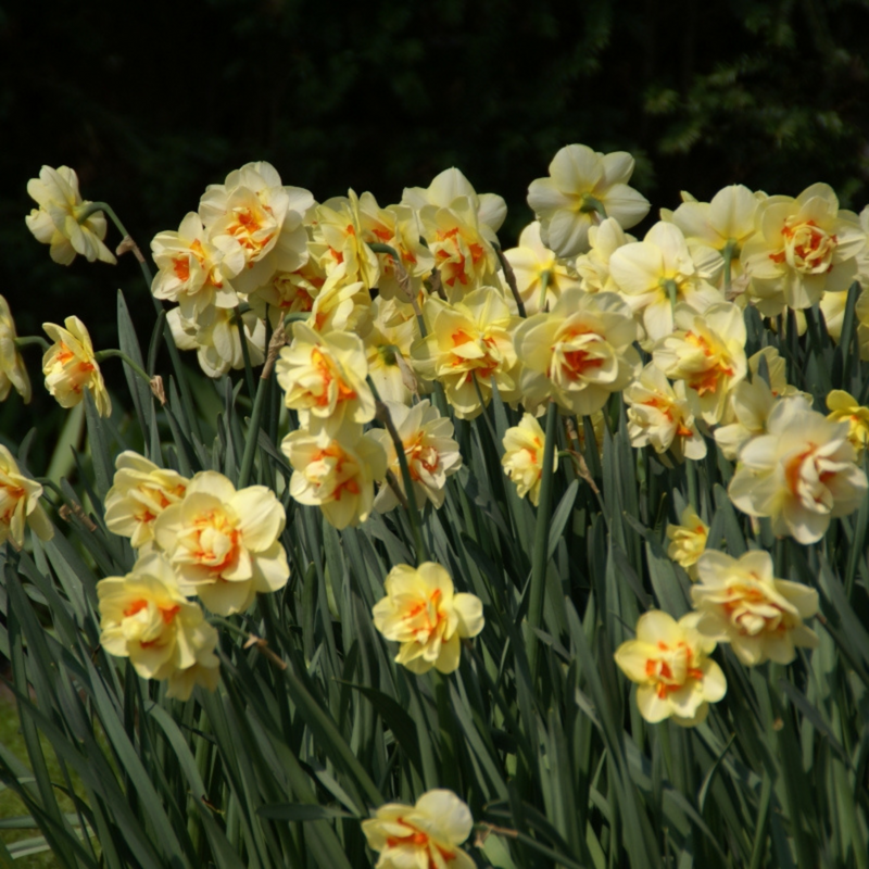 Tahiti Narcissus