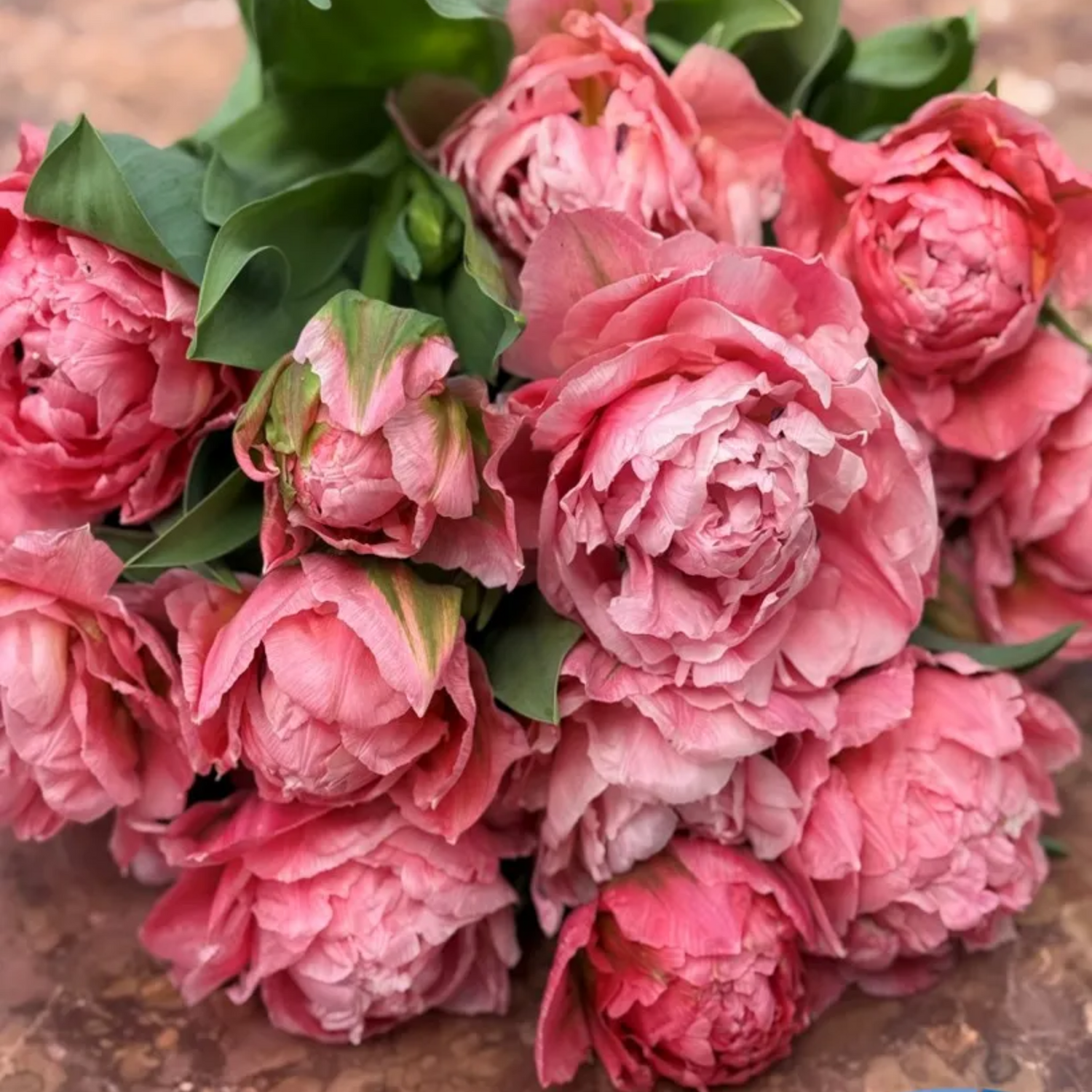 Taiwan Tulip Bulbs