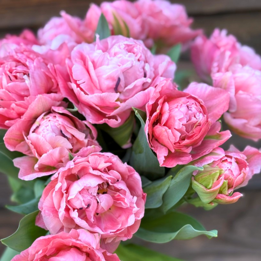 Taiwan Tulip Bulbs
