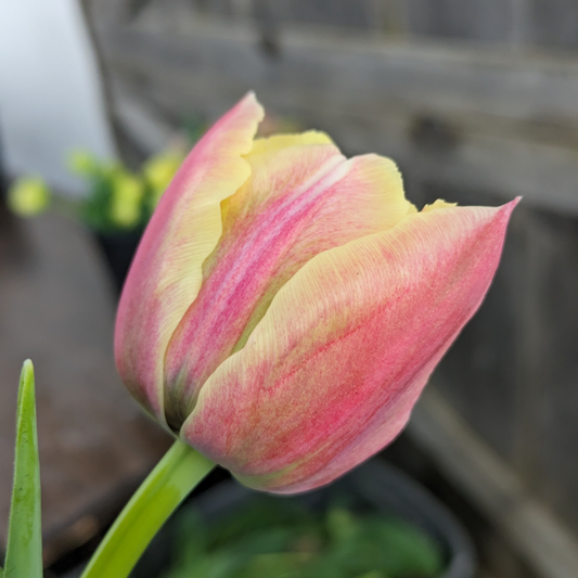 Verona Sunrise Tulip Bulbs