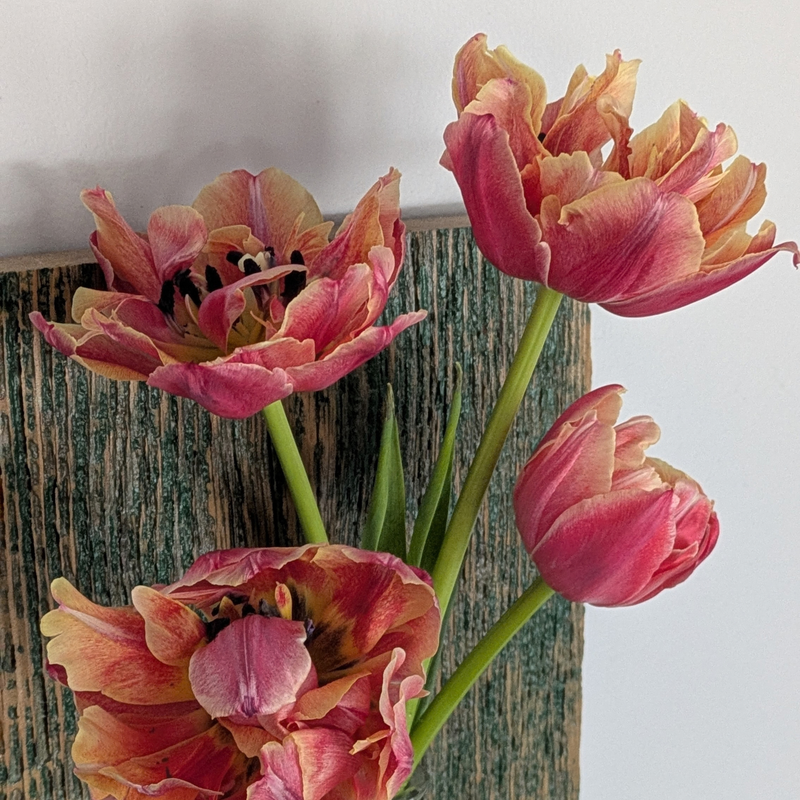 Verona Sunrise Tulip Bulbs