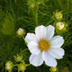 Cosmos - Versailles Flush Seed