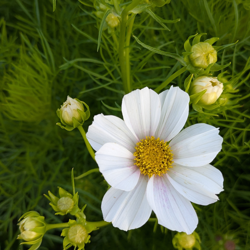 Cosmos - Versailles Flush Seed