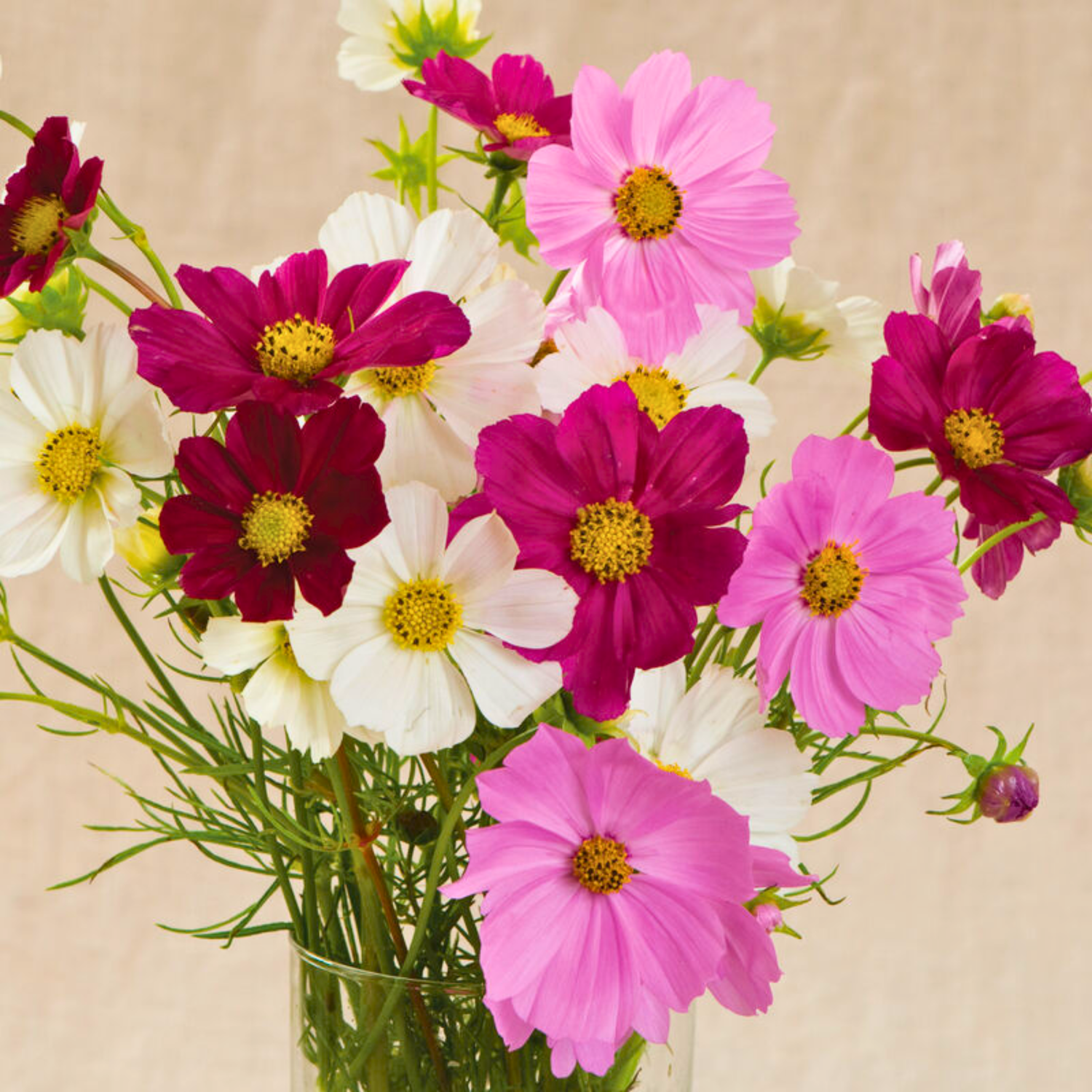 Cosmos - Versailles Mix Seed