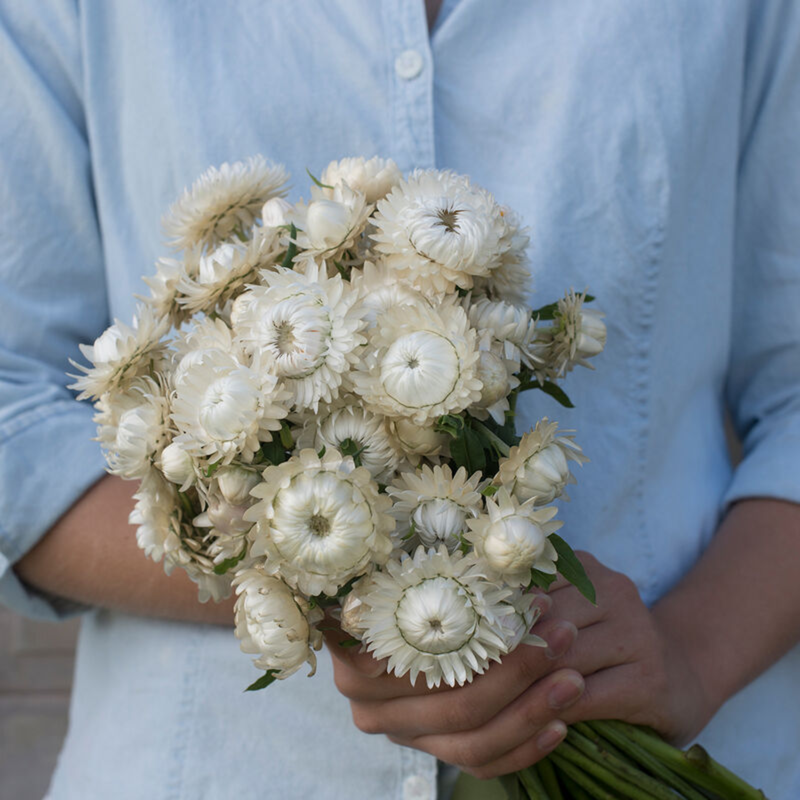 Strawflower - Vintage White Seeds