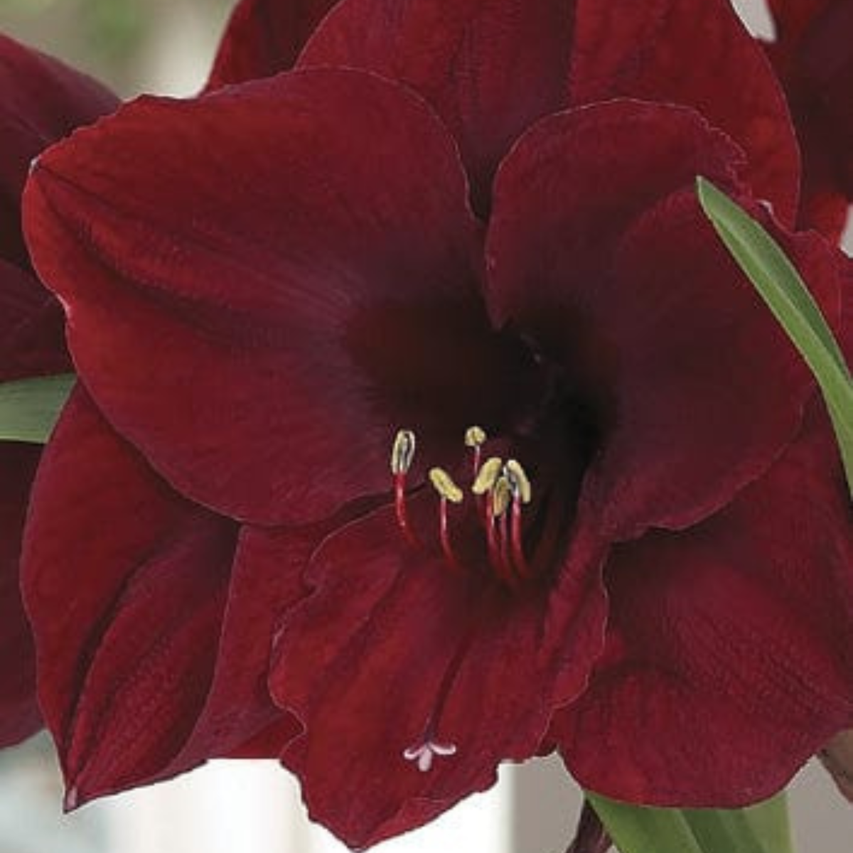 Potted Amaryllis