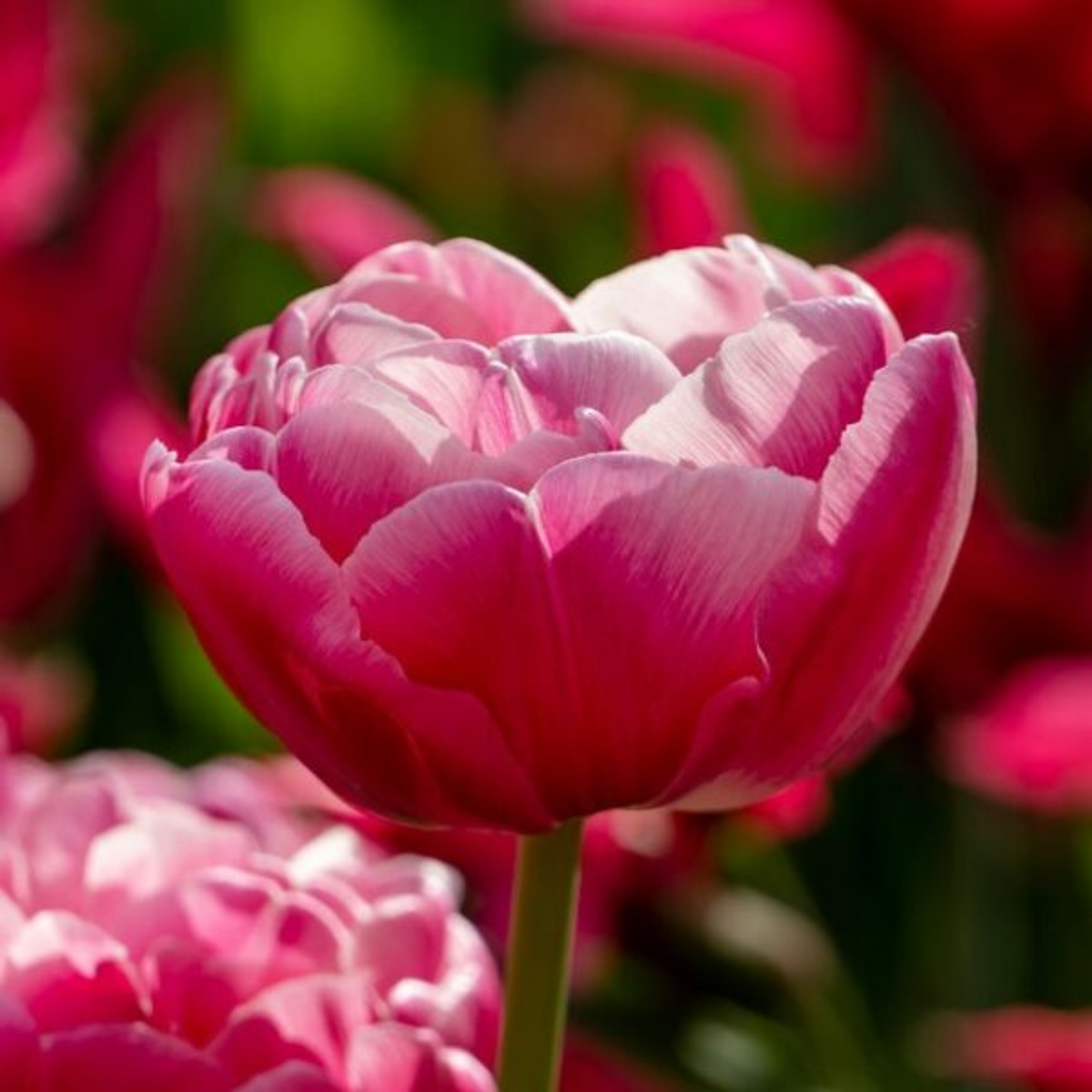 Voque Tulip Bulbs