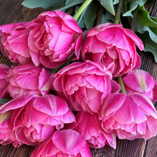 Voque Tulip Bulbs