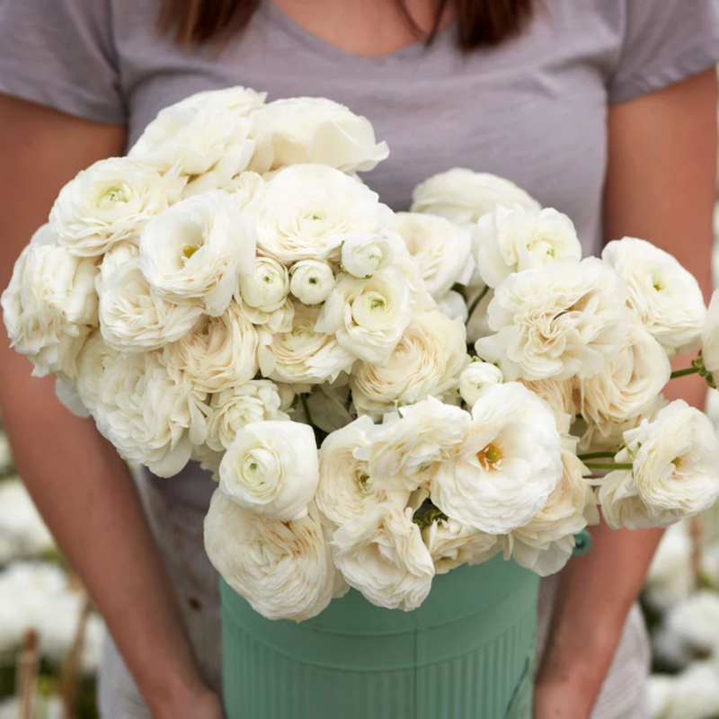 White Ranunculus