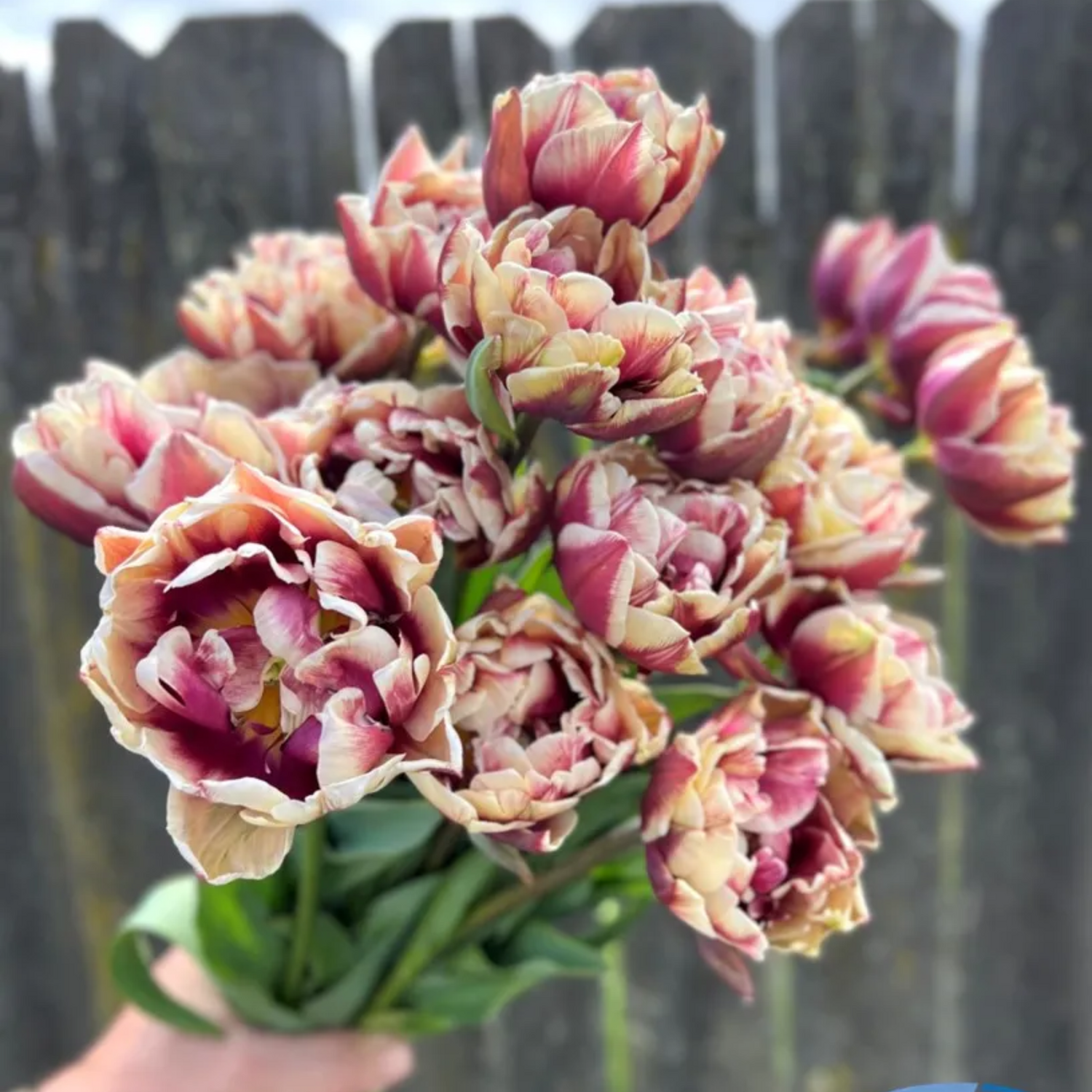 Wyndham Tulip Bulbs