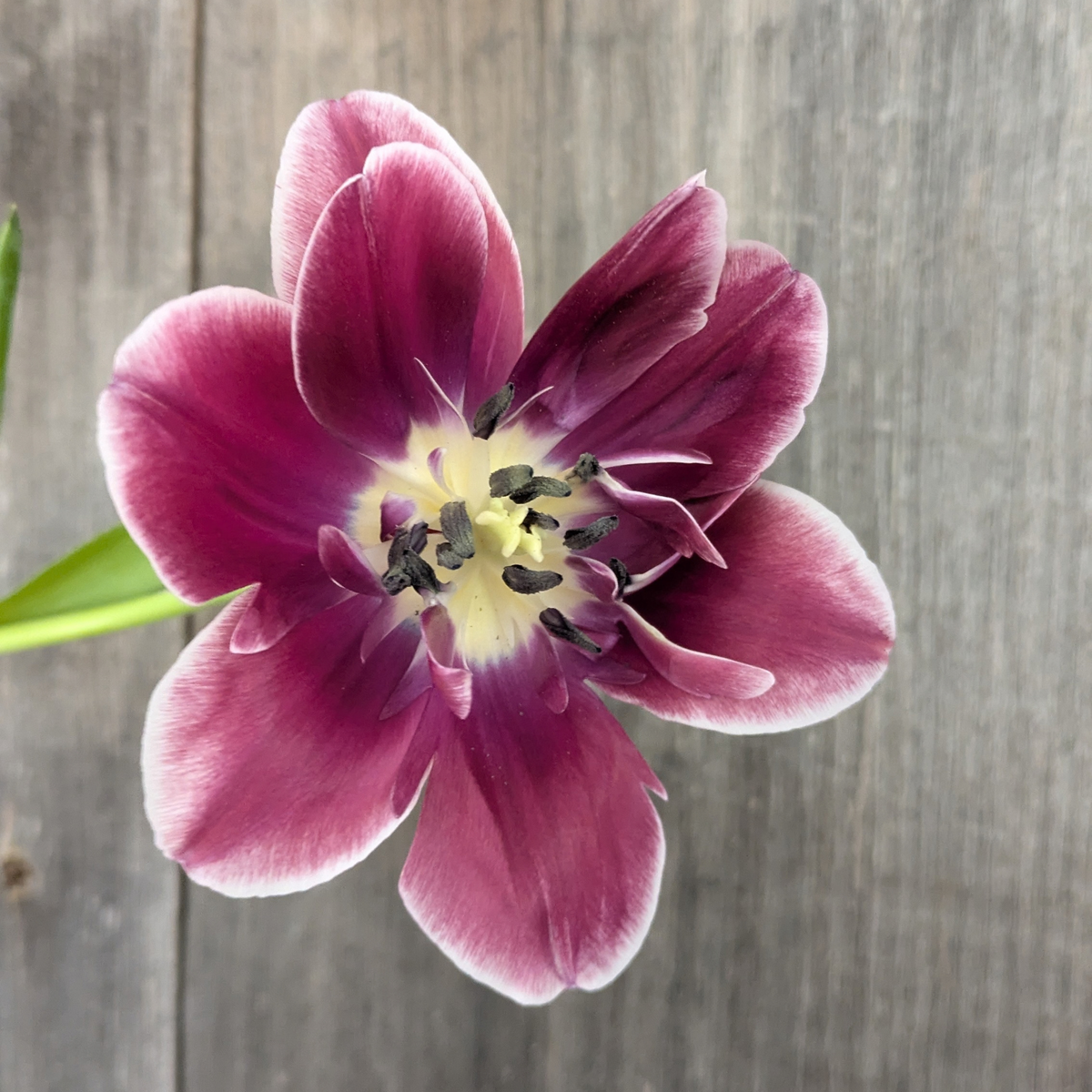 Wyndham Tulip Bulbs