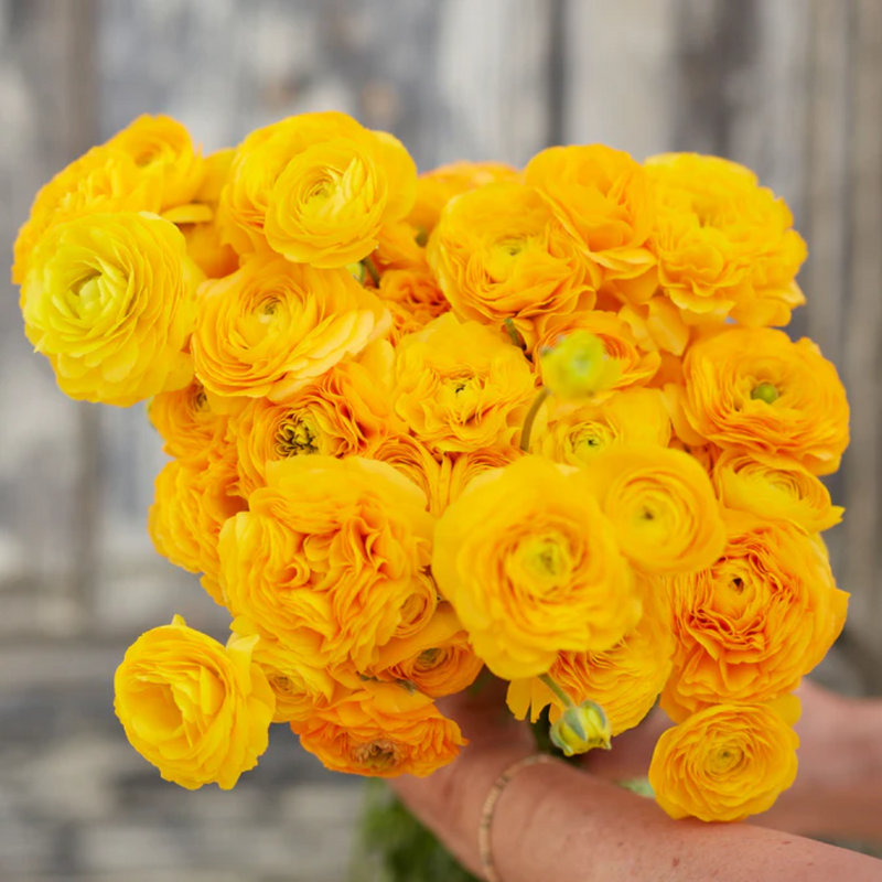 Yellow Ranunculus