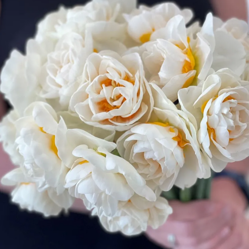 Yosemite Valley Narcissus