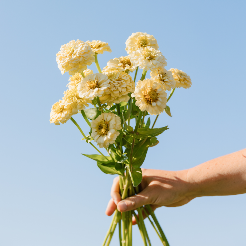 Zinnia - Oklahoma Ivory Seeds