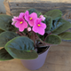 African Violets