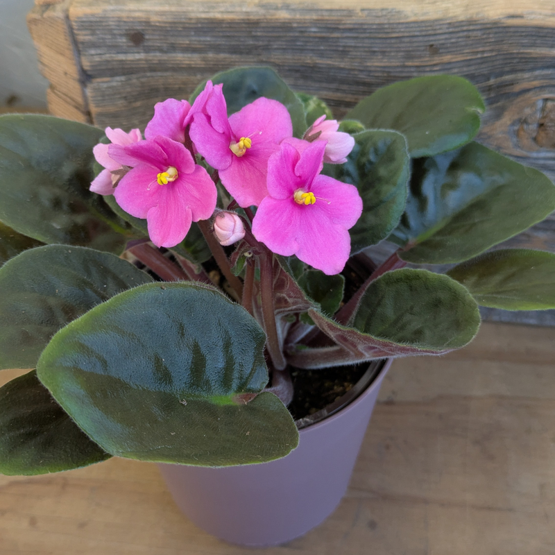 African Violets