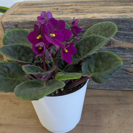 African Violets