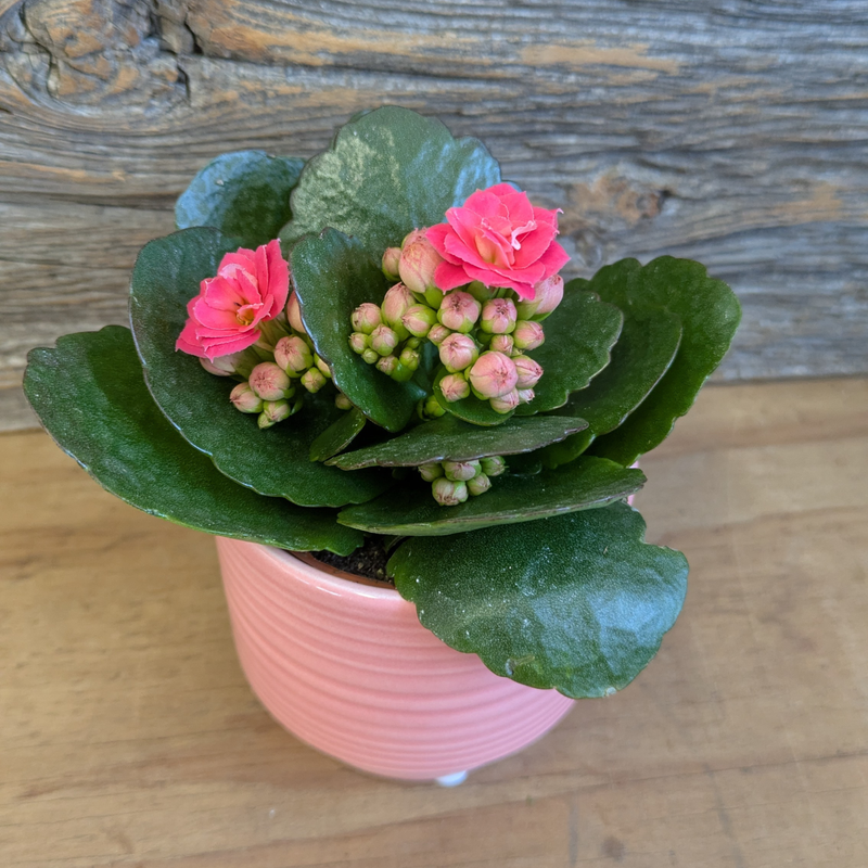 Mini Kalanchoe Plants