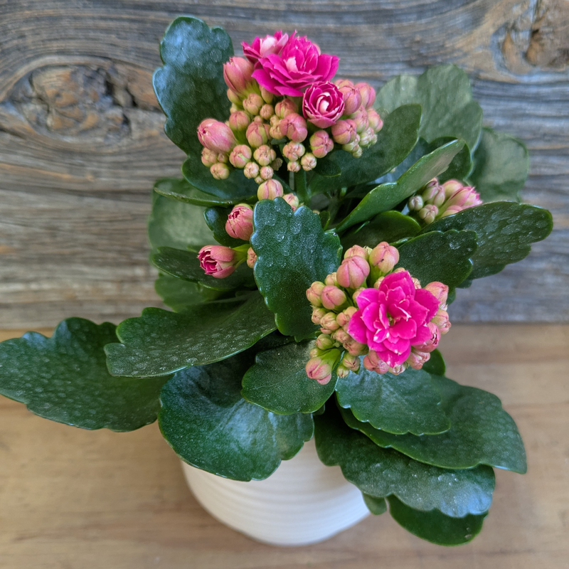 Mini Kalanchoe Plants
