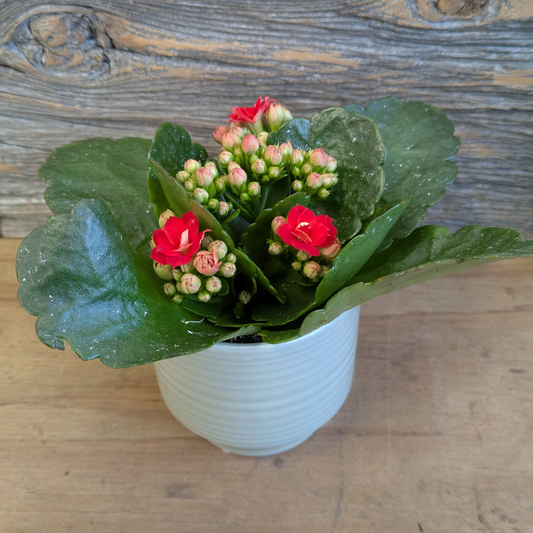 Mini Kalanchoe Plants